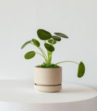N’joy Pothos - Image 5